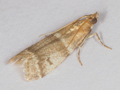 Vitula biviella